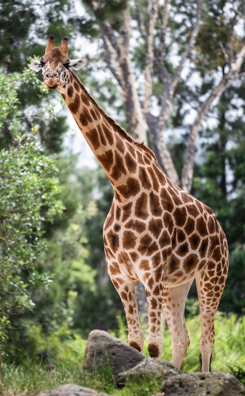 Historical Safaris